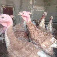 جوجه بوقلمون پنج ماهه|حیوانات مزرعه|رضویه, |دیوار