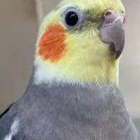 گمشده عروس هلندی.این عکس اصلی خودش نیست چون نداشتم