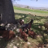 شیر بز فروشی