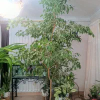 گل بنجامین ارتفاع تاسقف