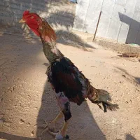 خروس لاری اوشامو|حیوانات مزرعه|سرپل ذهاب, |دیوار