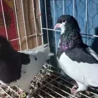 فروش  یجفت یالی با یه طوقی نر