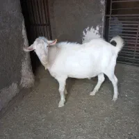 گوسفند تکه ی سانم