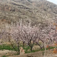 فروش-زمین-چشمه-علی-دامغان