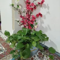 گل و گلدان