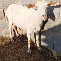 بز و بزغاله سانن اصیل و خوشگل