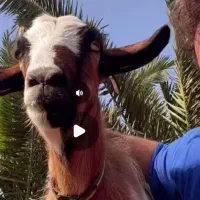 گمشده  مژده گونی  بز ماده|حیوانات|آمل, |دیوار