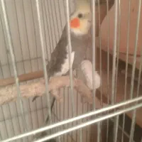 عروس روی جوجه معاوضه