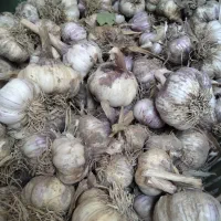 سیر قرمز اعلا