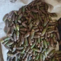 بلوط ۶۰۰ تومان|گل و گیاه طبیعی|کوهدشت, |دیوار