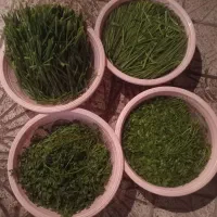 سبزی خورشتی