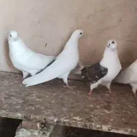 کبوتر