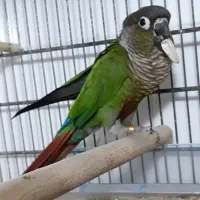 گرینچیک نرمال بالغ نیم رام معاوضه باتخم طوطی/قناری|پرنده|فردیس, منظریه|دیوار