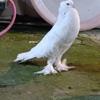 کبوتر ابومریم بادکنکی زینتی|پرنده|چمستان, |دیوار