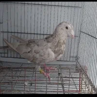گمشده کفتر سرور عکس نمایشی