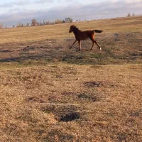 اسب ماده|اسب و تجهیزات اسب‌سواری|مشگین شهر, |دیوار