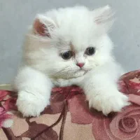 بچه گربه بریتیش