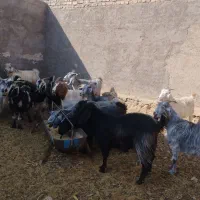 17راس بزفروشی|حیوانات مزرعه|بافق, |دیوار