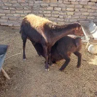 شیشک میش افشاری بره دار