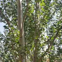 درخت کبوده وگردو|گل و گیاه طبیعی|شهرکرد, |دیوار