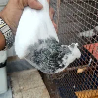 طوقی|پرنده|شوشتر, |دیوار