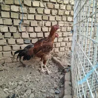 ۴ خروس و یک عدد مرغ لاری