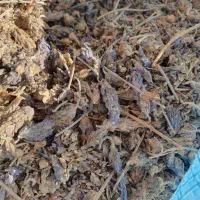 پخش عمده اسطوخودوس و عروس پشت پرده و گل زوفا وغیره
