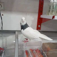 طوقی|پرنده|اصفهان, ناصرخسرو|دیوار