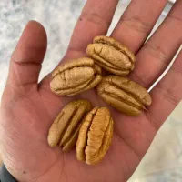 مغز گردو پکان درشت