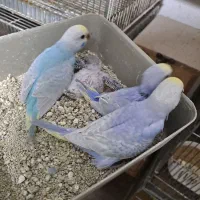 مرغ عشق رنگین کمان سرلاکی