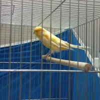 قناری نر برفکی