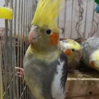 عروس هلندی|پرنده|بندر امام خمینی, |دیوار