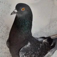 فروش کفتر