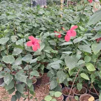 پتوس نشایی ریشه پر|گل و گیاه طبیعی|قم, چهل درخت‎|دیوار