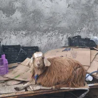 بز حامله نزدیک زایمانه