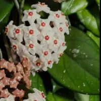 گل سالم خانگی