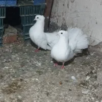 نرماده‌‌دم‌چتری