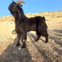 حلال ماه