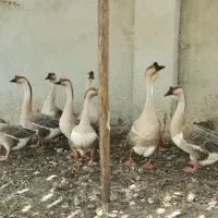 حراج قو غاز خاکستری|حراج|رشت, لاکان شهر|دیوار