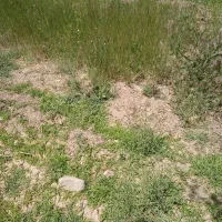 خدمات پاک کردن و سرخکردن سبزی