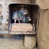 نرو ماده خرقه