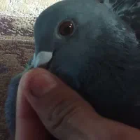 کبوتر پلاکی|پرنده|خرمشهر, |دیوار