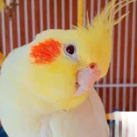 عروس هلندی لوتینو