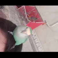 کوتوله گمشده در ابوطالب دستی مژدگانی خوبی میدم