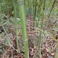 فروش چوب و ریشه بامبو