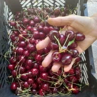 گیلاس اورگانیک تک دانه بصورت عمده وخرده