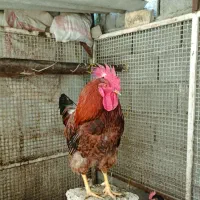 خروس محلی