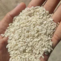 برنج عنبر بو خوزستان|عمده‌فروشی|کرخه, |دیوار