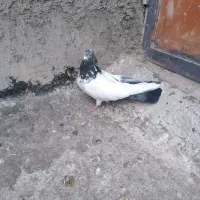 چنتا کبوتر|حیوانات|اشترینان, |دیوار