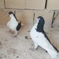 چپ راست ساده هفترنگ